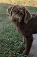 Standard Labradoodle, a female Labradoodle for sale in Ada, OK – Photo 4 of 5