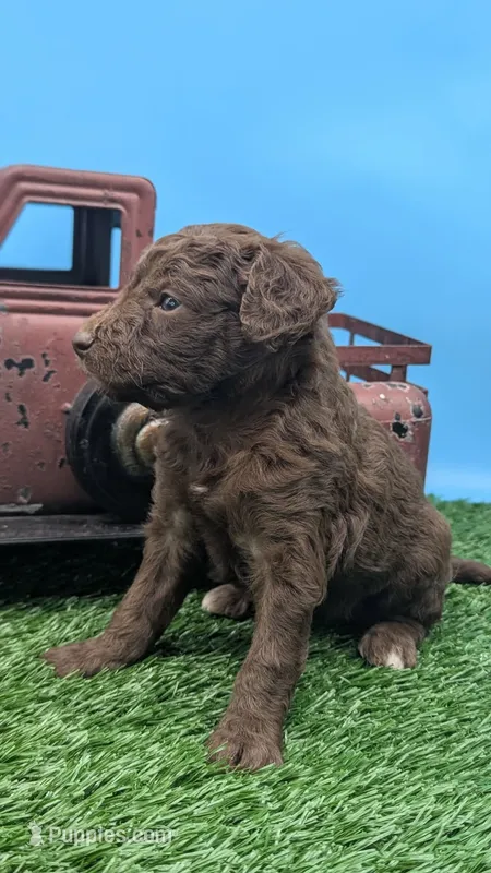 Chocolate Female – Labradoodle puppy for sale in Ada, OK