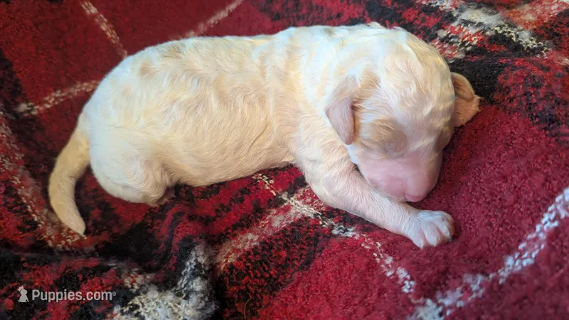 AKC cream parti Boy – Poodle - Standard  puppy for sale in Ada, OK