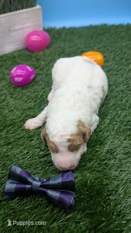 AKC cream parti Boy – Poodle - Standard  puppy for sale in Ada, OK