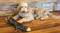 CKC F1b Male, a male Labradoodle for sale in Ada, OK – Photo 8 of 10