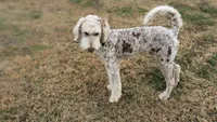 CKC F1b Male, a male Labradoodle for sale in Ada, OK – Photo 9 of 10