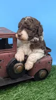 Chocolate Parti Boy, a male Labradoodle for sale in Ada, OK – 3 of 3