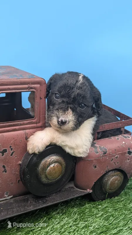 Black Parti Boy, a male Labradoodle for sale in Ada, OK – 1 of 4