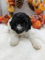 Small AKC Standard Poodle Male, a male Poodle - Standard  for sale in Ada, OK – Photo 5 of 6