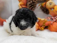 Small AKC Standard Poodle Male, a male Poodle - Standard  for sale in Ada, OK – Photo 3 of 6