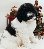 Small AKC Standard Poodle Male, a male Poodle - Standard  for sale in Ada, OK – Photo 2 of 6