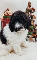 Small AKC Standard Poodle Male, a male Poodle - Standard  for sale in Ada, OK – Photo 1 of 6