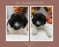 Small AKC Standard Poodle Male, a male Poodle - Standard  for sale in Ada, OK – Photo 6 of 6