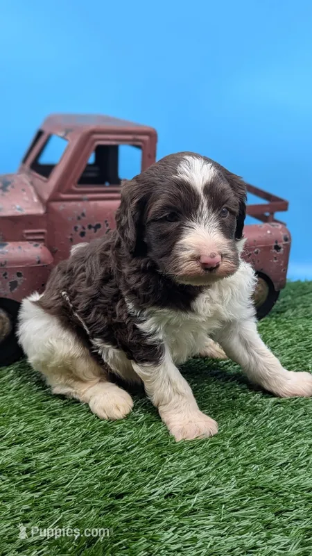 Chocolate Parti Boy2  – Labradoodle puppy for sale in Ada, OK
