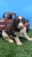 Chocolate Parti Boy2 , a male Labradoodle for sale in Ada, OK – 1 of 3