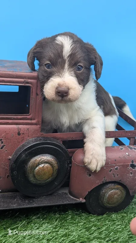 Chocolate parti girl – Labradoodle puppy for sale in Ada, OK