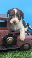 Chocolate parti girl, a  Labradoodle for sale in Ada, OK – 1 of 4