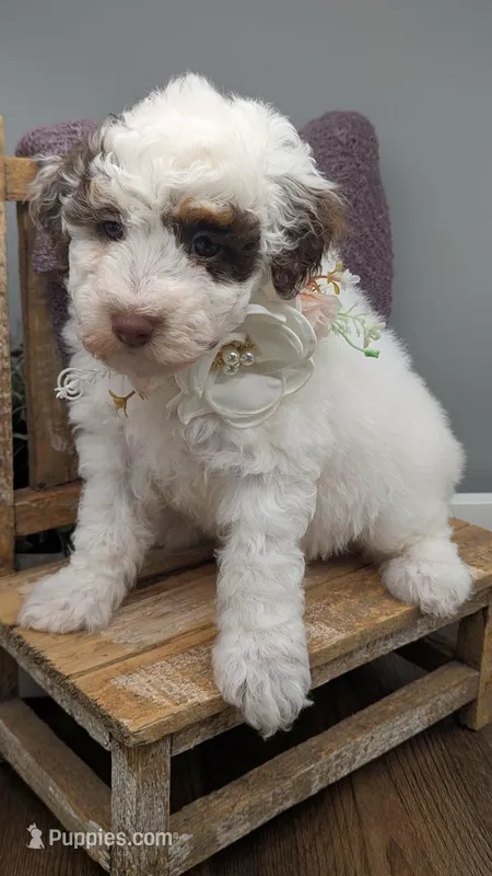 AKC Brown parti phantom Girl 2 – Poodle - Standard  puppy for sale in Ada, OK