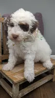 AKC Brown parti phantom Girl, a female Poodle - Standard  for sale in Ada, OK – 1 of 10