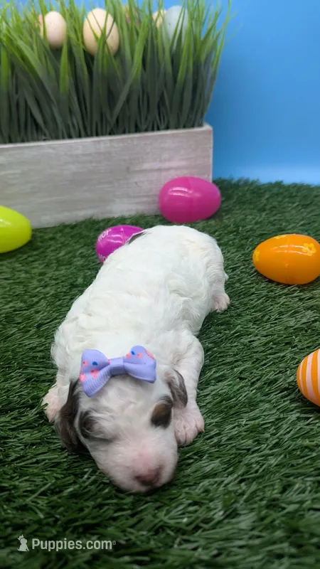 AKC Brown parti phantom Girl 2 – Poodle - Standard  puppy for sale in Ada, OK