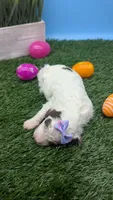 AKC Brown parti phantom Girl, a female Poodle - Standard  for sale in Ada, OK – 7 of 10