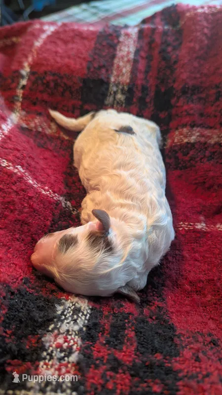 AKC Brown parti phantom Girl 2 – Poodle - Standard  puppy for sale in Ada, OK