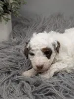 AKC Brown parti phantom Girl, a female Poodle - Standard  for sale in Ada, OK – 4 of 10