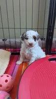 AKC Brown parti phantom Girl, a female Poodle - Standard  for sale in Ada, OK – 5 of 10