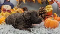Aqua collar, a female Labradoodle for sale in Ada, OK – Photo 8 of 10