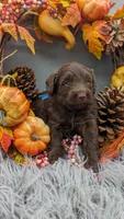 Aqua collar, a female Labradoodle for sale in Ada, OK – Photo 5 of 10