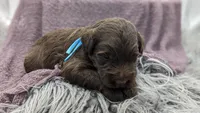 Aqua collar, a female Labradoodle for sale in Ada, OK – Photo 10 of 10