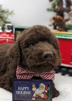 Orange collar boy, a male Labradoodle for sale in Ada, OK – Photo 5 of 10