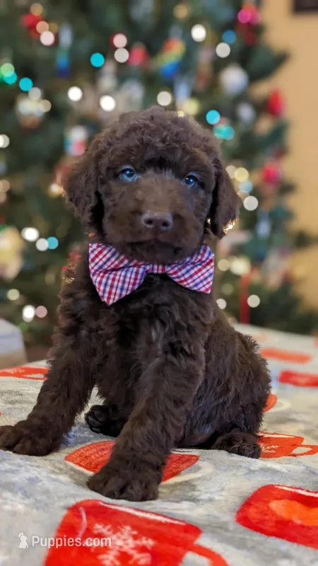 Orange collar boy, a male Labradoodle for sale in Ada, OK – Photo 1 of 10