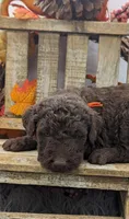 Orange collar boy, a male Labradoodle for sale in Ada, OK – Photo 6 of 10