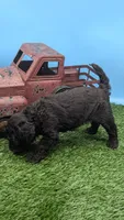 Black Female, a female Labradoodle for sale in Ada, OK – 3 of 4
