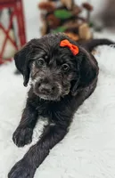 Yellow Collar Labradoodle Girl, a female Labradoodle for sale in Ada, OK – Photo 3 of 5