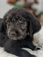 Yellow Collar Labradoodle Girl, a female Labradoodle for sale in Ada, OK – Photo 4 of 5