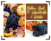 Yellow Collar Labradoodle Girl, a female Labradoodle for sale in Ada, OK – Photo 5 of 5