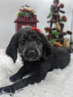 Yellow Collar Labradoodle Girl, a female Labradoodle for sale in Ada, OK – Photo 1 of 5