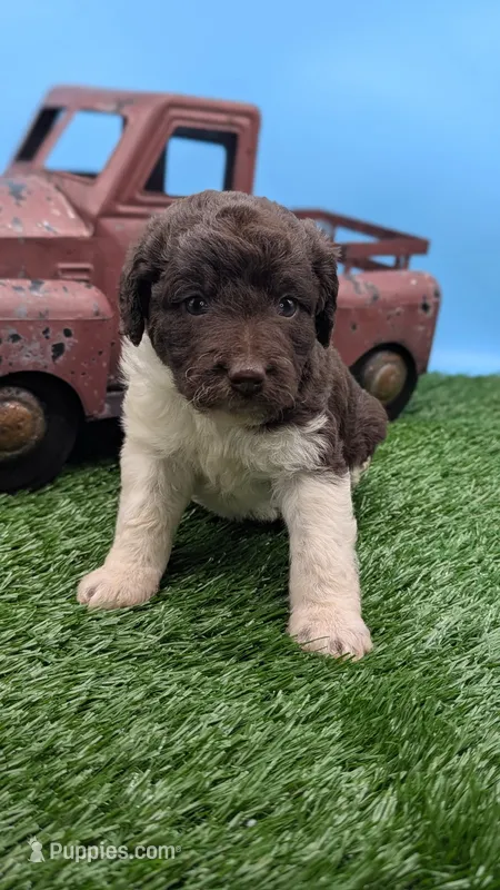 Chocolate Parti Female – Labradoodle puppy for sale in Ada, OK