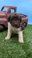 Chocolate Parti Female, a female Labradoodle for sale in Ada, OK – 1 of 3