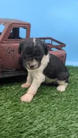 Black Parti Boy, a male Labradoodle for sale in Ada, OK – 4 of 4