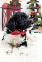 Orange Collar Mini F1b Male, a male Labradoodle for sale in Ada, OK – Photo 2 of 4