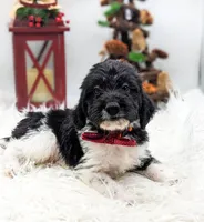 Orange Collar Mini F1b Male, a male Labradoodle for sale in Ada, OK – Photo 3 of 4