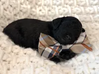 processed/a4540d5f-d644-4253-8143-1f06cabacdc1/listing/a0eccd70-688b-4cb8-a529-49520e9a83f8/beef318e-4e65-4082-82a4-408ade00df90