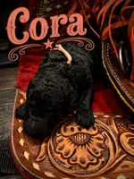 Cora, a female Poodle - Standard  for sale in Lore City, OH – 4 of 8