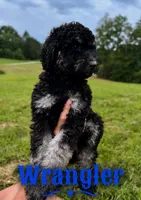 Wrangler, a male Poodle - Standard  for sale in Lore City, OH – 4 of 9