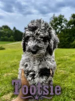 Tootsie, a female Poodle - Standard  for sale in Lore City, OH – 4 of 9