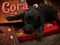 Cora, a female Poodle - Standard  for sale in Lore City, OH – 7 of 8