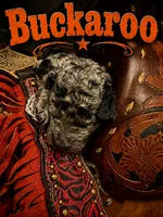Buckaroo, a female Poodle - Standard  for sale in Lore City, OH – 4 of 10