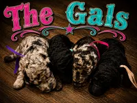 Cora, a female Poodle - Standard  for sale in Lore City, OH – 8 of 8