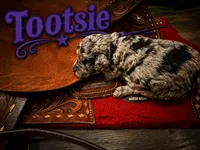 Tootsie, a female Poodle - Standard  for sale in Lore City, OH – 5 of 9