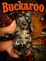 Buckaroo, a female Poodle - Standard  for sale in Lore City, OH – 2 of 10