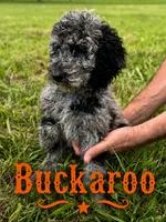 Buckaroo, a female Poodle - Standard  for sale in Lore City, OH – 5 of 10